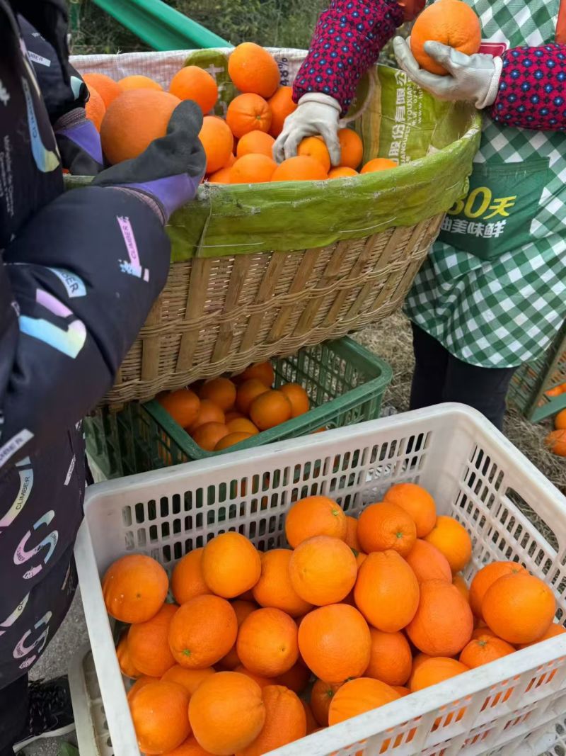 【精品】湖北脐橙九月红果冻橙皮毛好甜度高承接电商