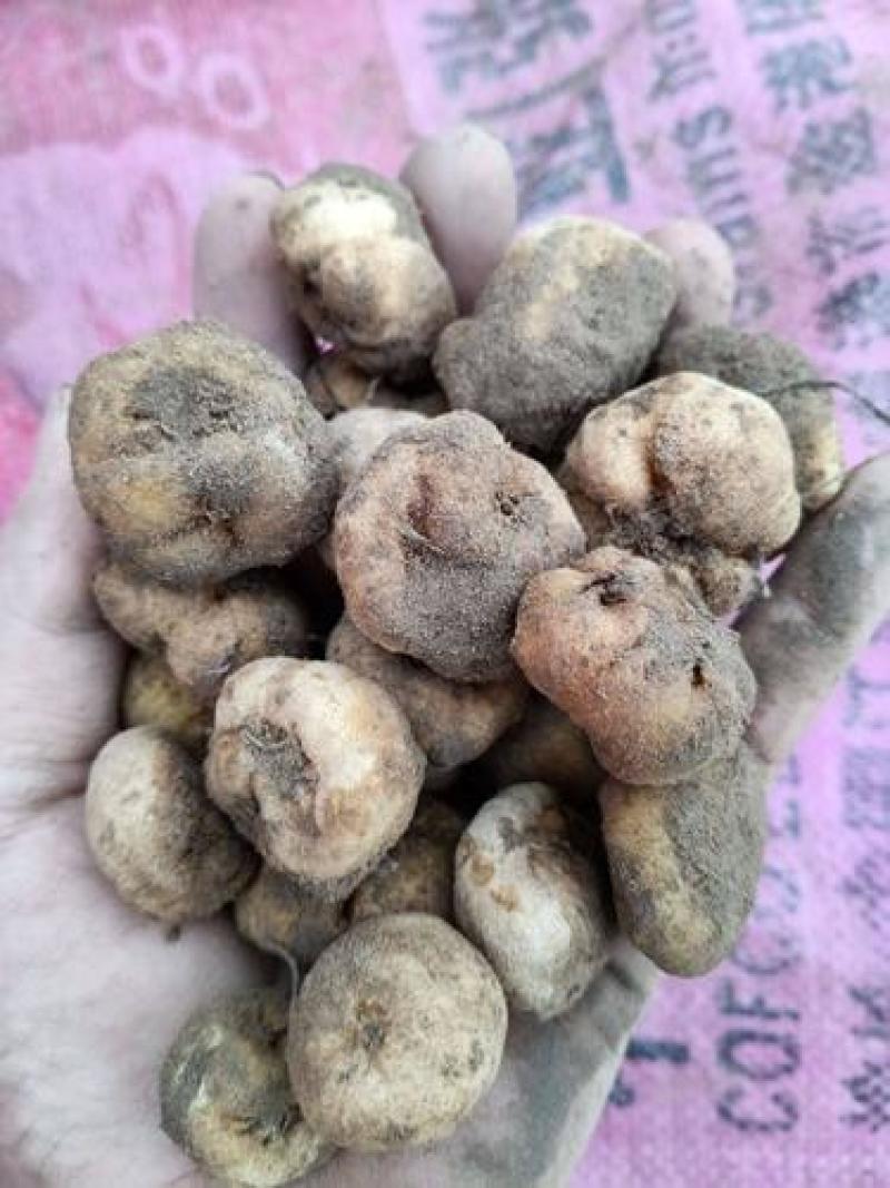 陕西汉中城固元胡/量大从优/产地直发/保质保量