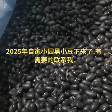 精选，毛量黑小豆（黑云豆）