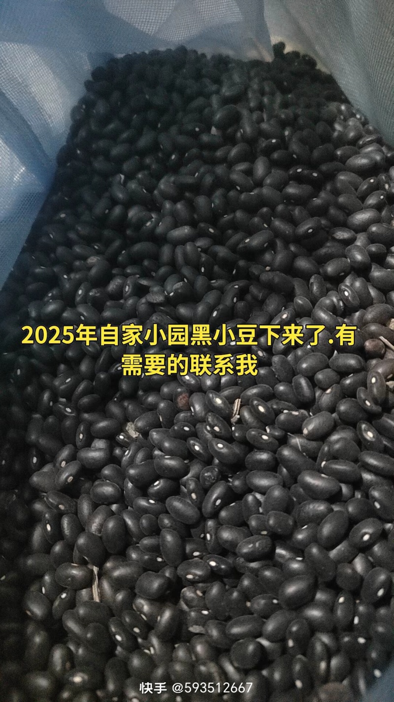 精选，毛量黑小豆（黑云豆）