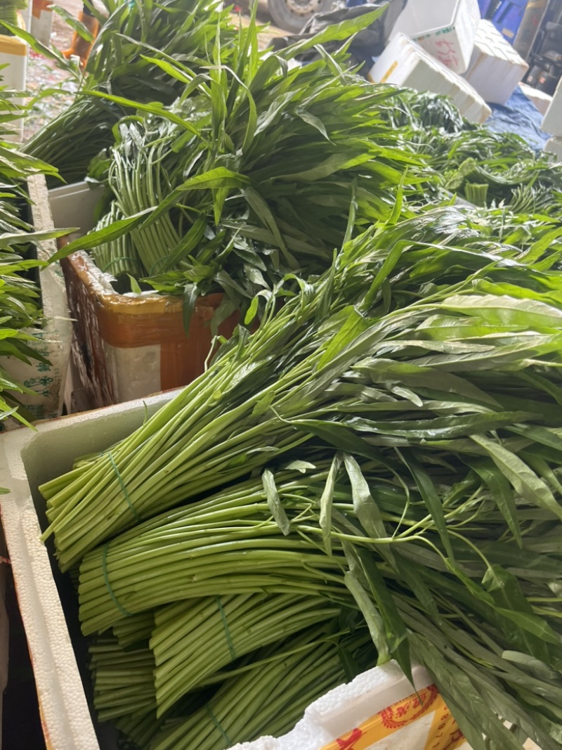 空心菜，广东空心菜，产地直发，一手货源