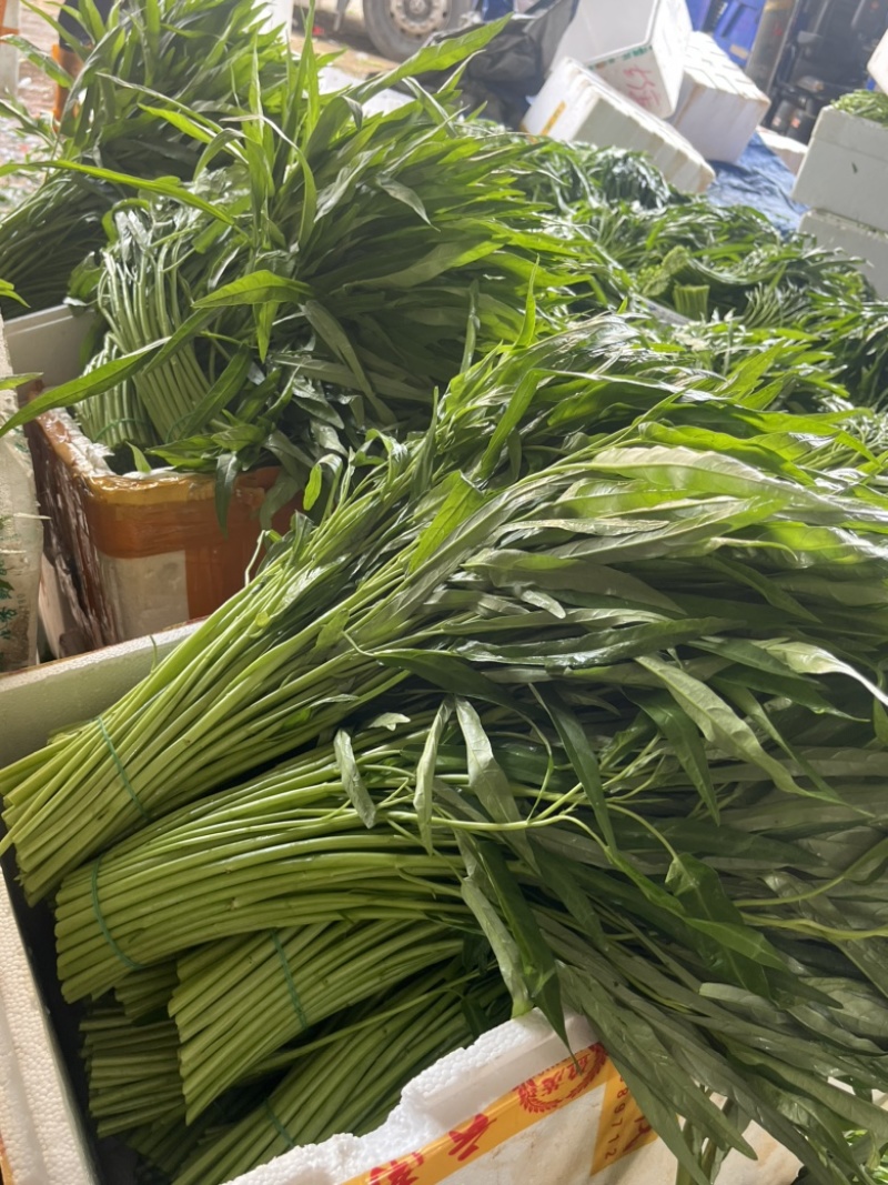 空心菜，广东空心菜，产地直发，一手货源