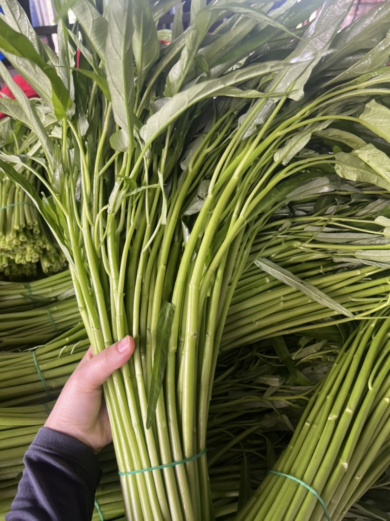 空心菜，广东空心菜，产地直发，一手货源