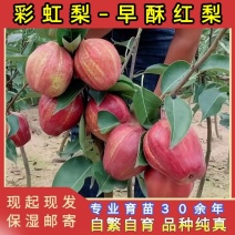 早酥红梨苗（彩虹梨苗）品种纯真耐寒梨树苗基地现起现发
