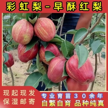 早酥红梨苗（彩虹梨苗）品种纯真耐寒梨树苗基地现起现发