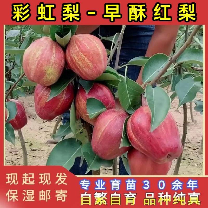 早酥红梨苗（彩虹梨苗）品种纯真耐寒梨树苗基地现起现发