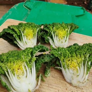 黄心菜