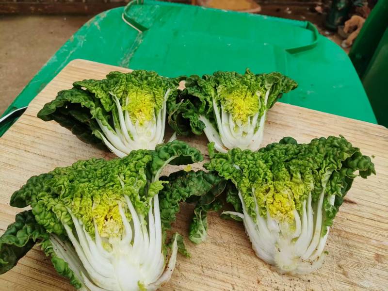 黄心菜