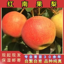 红南果梨苗品种纯真基地现起现发成活率高耐寒梨树苗