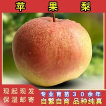 苹果梨树苗(东北大冻梨)品种纯真基地直发耐寒梨树苗