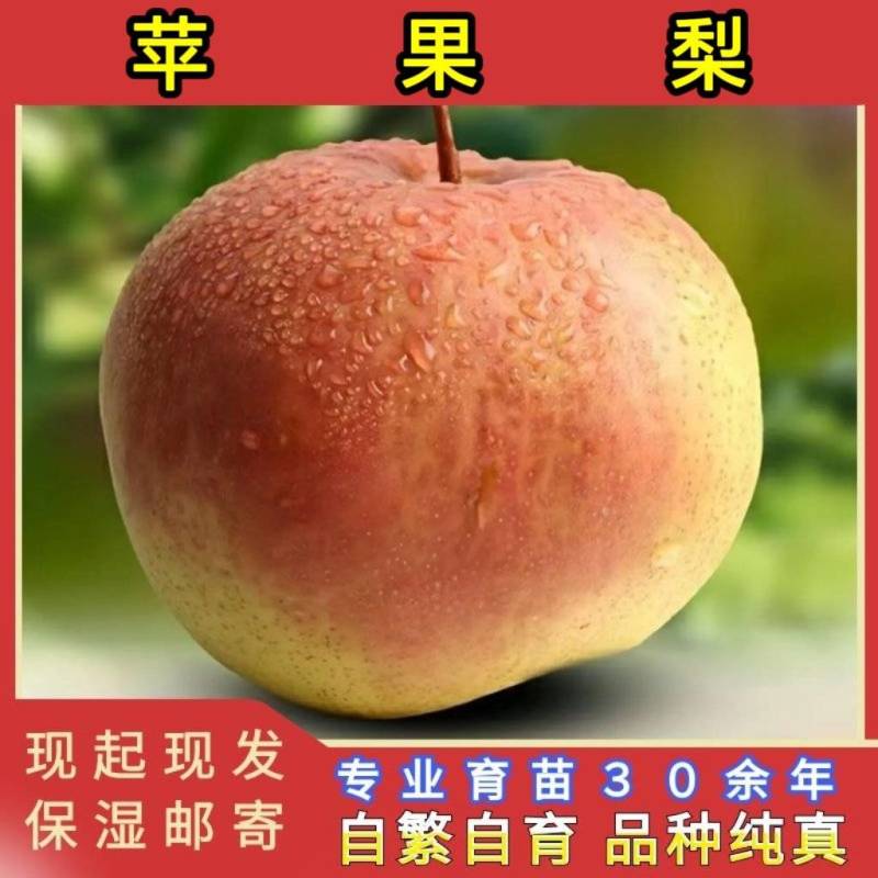 苹果梨树苗(东北大冻梨)品种纯真基地直发耐寒梨树苗
