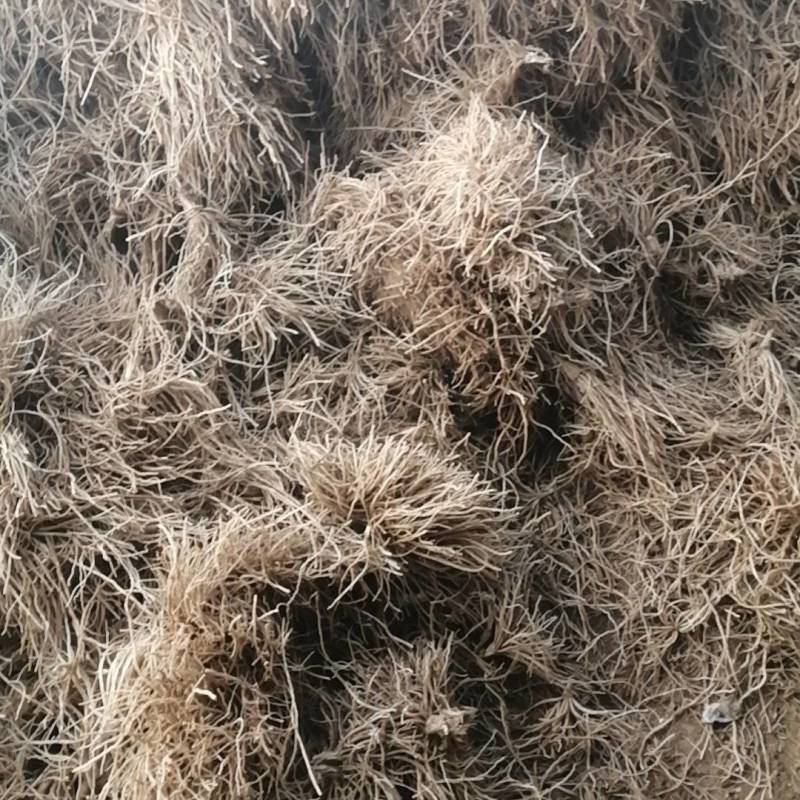 头茬韭菜根。对接电商及批发档口欢迎联系。