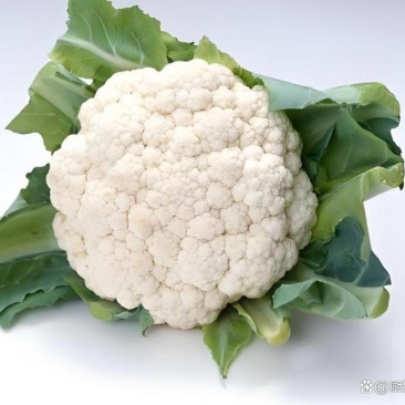 陕西汉中城固/菜花松花菜产地直发/量大从优/欢迎来电