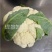 陕西汉中城固/菜花松花菜产地直发/量大从优/欢迎来电