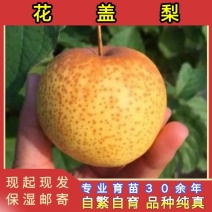 花盖梨树苗(东北冻梨)品种纯真耐寒梨树苗基地现起现发