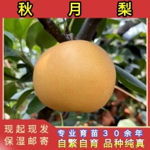 秋月梨树苗品种纯真耐寒梨树苗基地现起现发成活率高