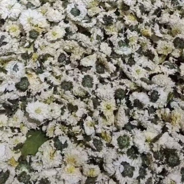 贡菊