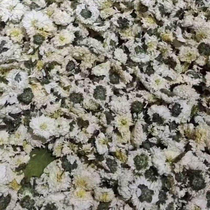 贡菊