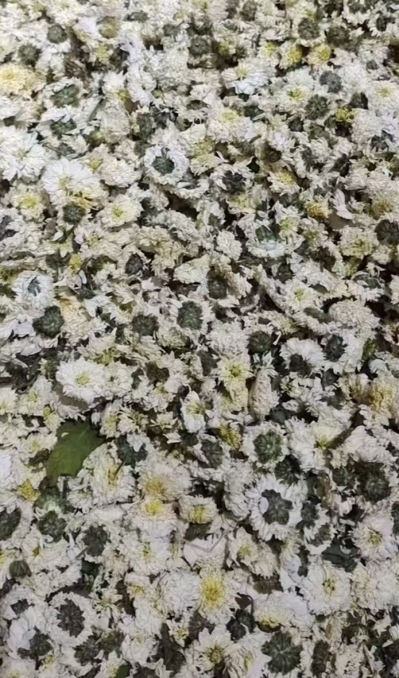 贡菊