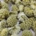 雪里花