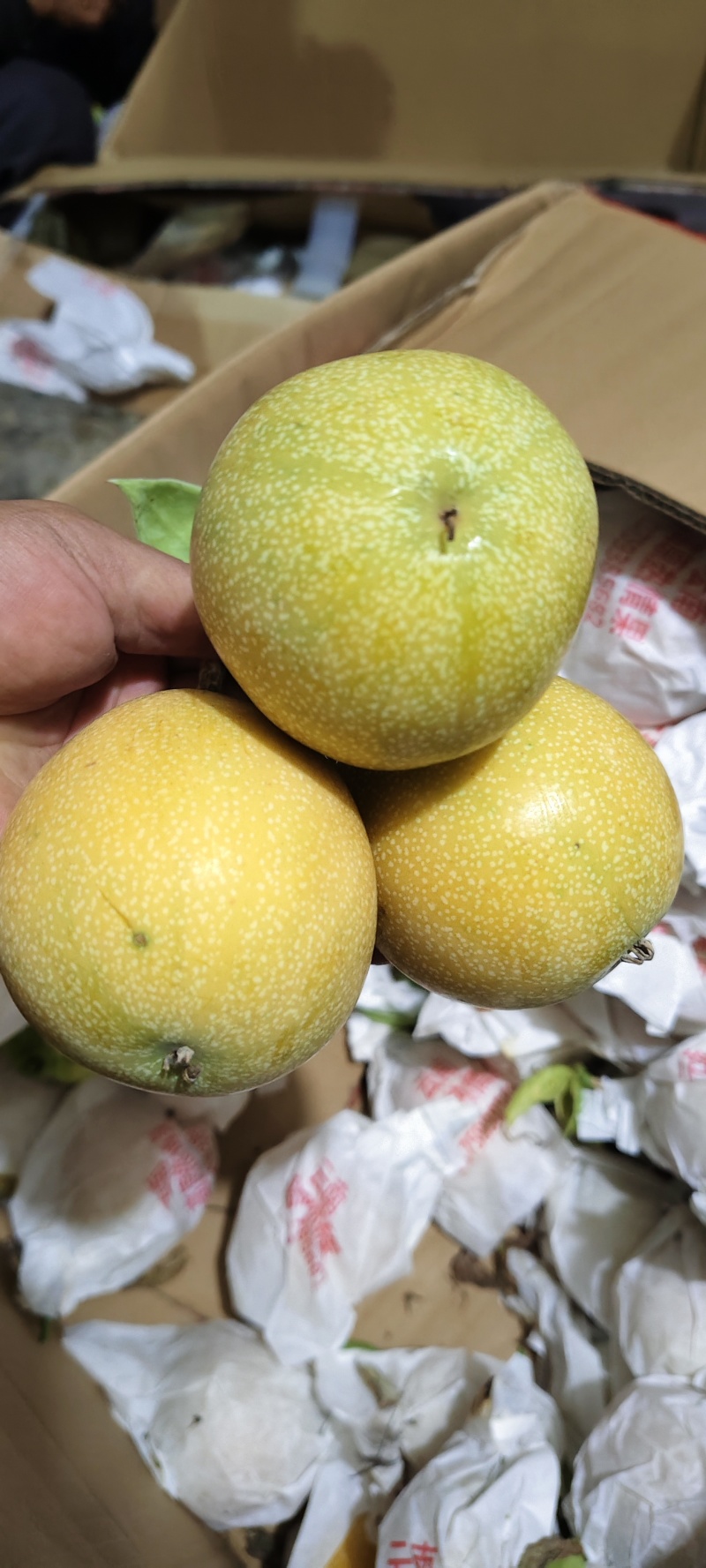 云南热情果