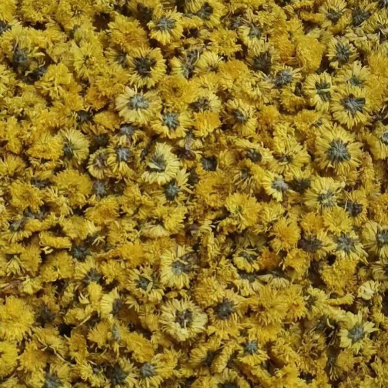 皇菊