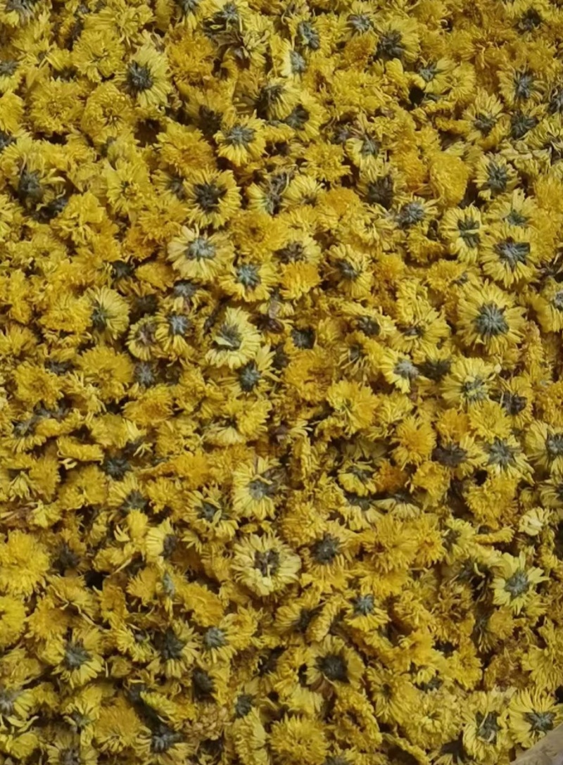 皇菊