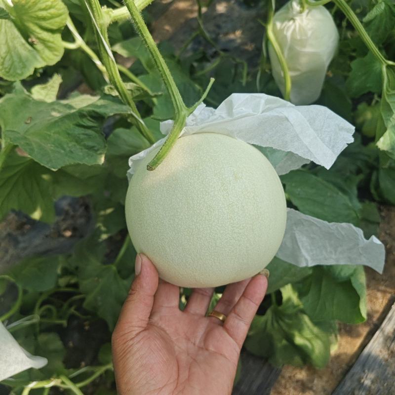 玉菇甜瓜新鲜上市量大从优甜度高冰淇淋口感