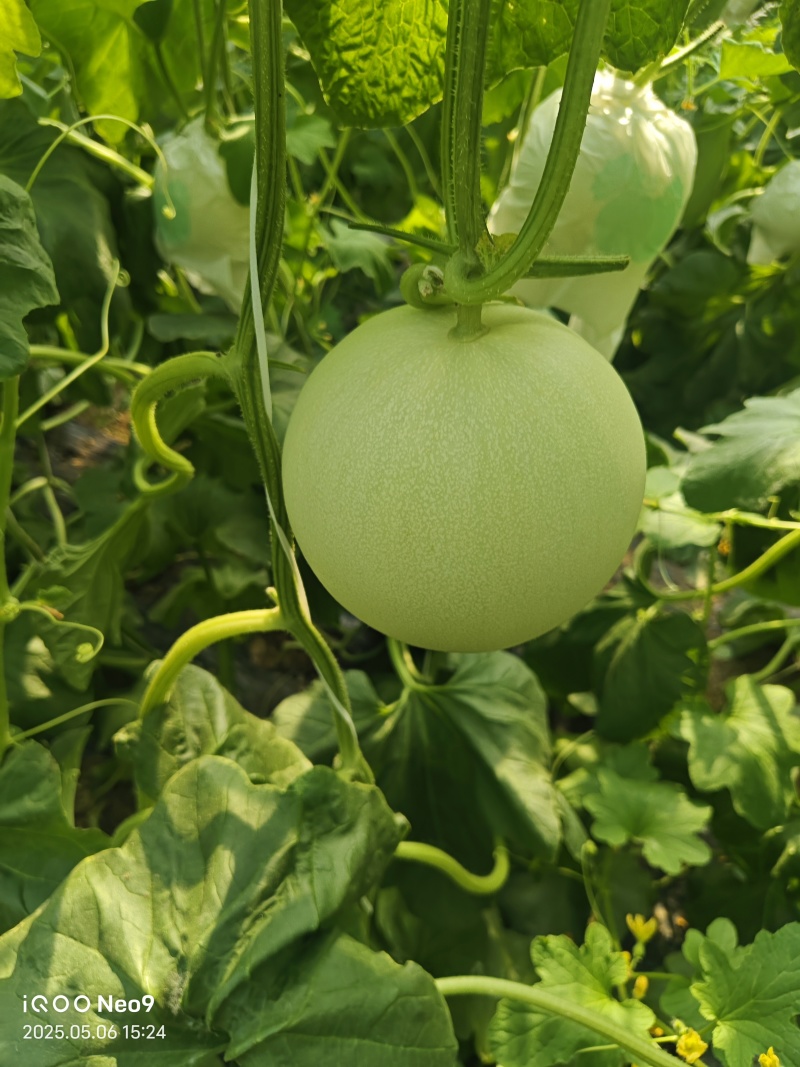 玉菇甜瓜新鲜上市量大从优甜度高冰淇淋口感