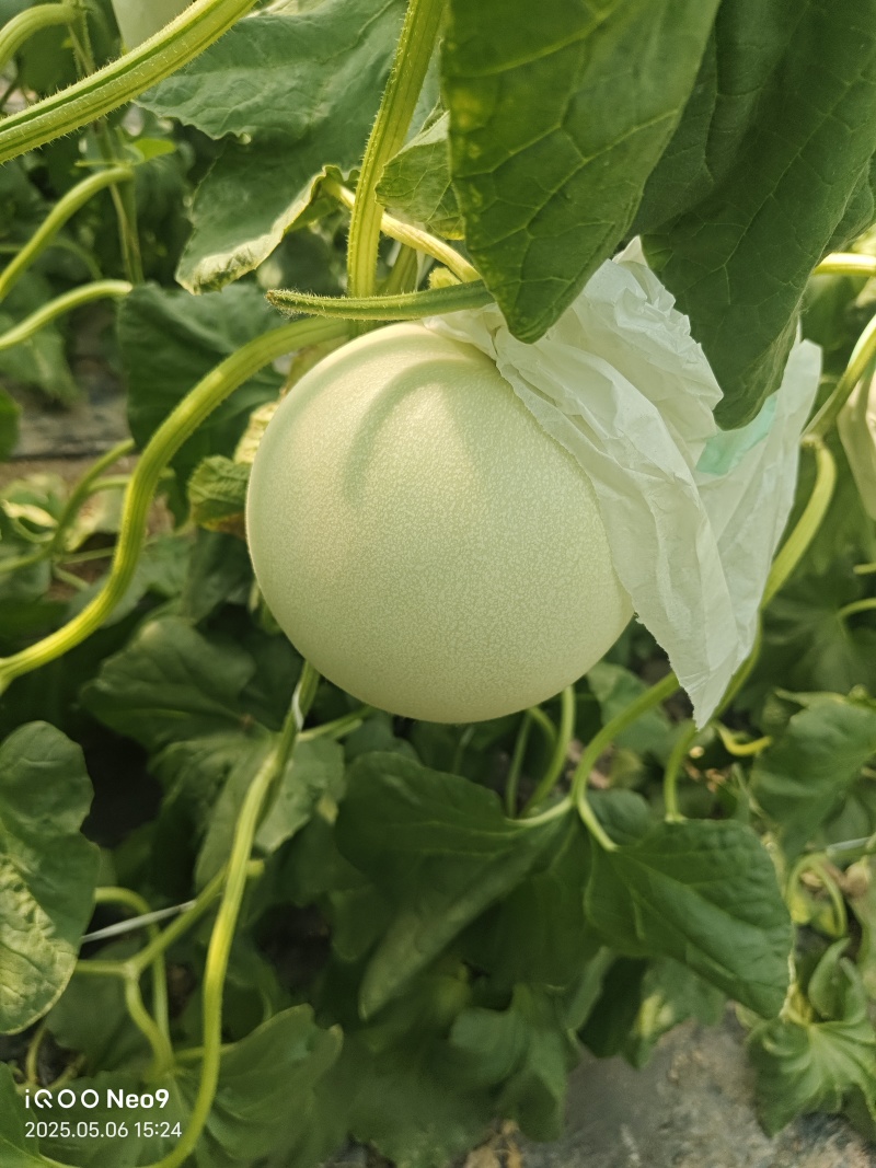 玉菇甜瓜新鲜上市量大从优甜度高冰淇淋口感