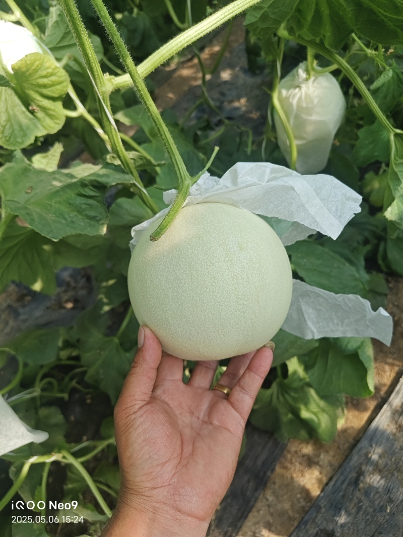 玉菇甜瓜新鲜上市量大从优甜度高冰淇淋口感