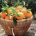 奉节脐橙72-1产地一手货源个头皮薄口感纯甜