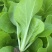 精品茼蒿，奶白菜，上海青，香菜，大量有货