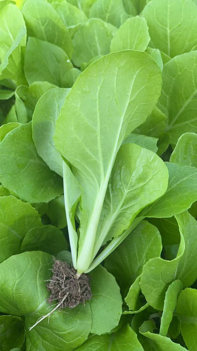精品茼蒿，奶白菜，上海青，香菜，大量有货