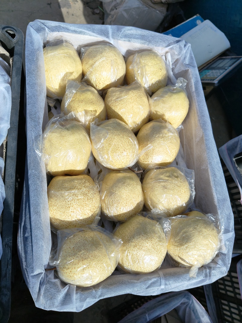 河北唐山遵化市山坡洋白梨（酥梨）