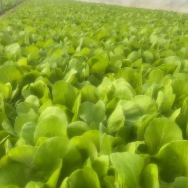 精品茼蒿，奶白菜，上海青，香菜，大量有货