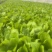 精品茼蒿，奶白菜，上海青，香菜，大量有货