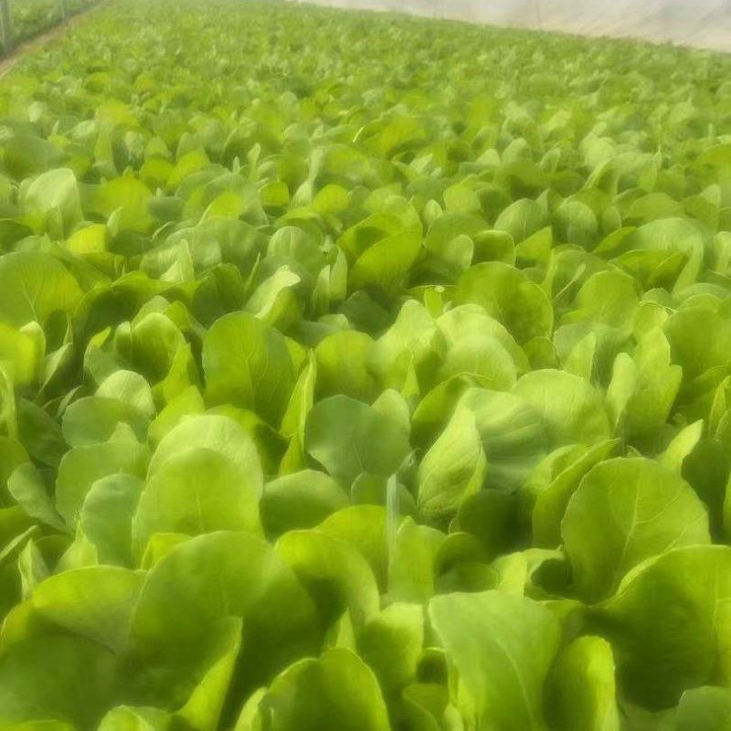精品茼蒿，奶白菜，上海青，香菜，大量有货