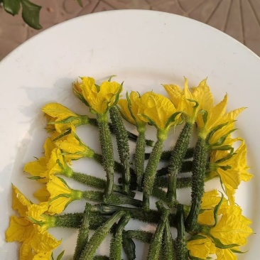 黄瓜花大量有货