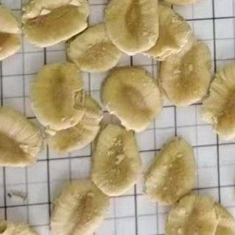 罗汉果子