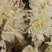 七月菊