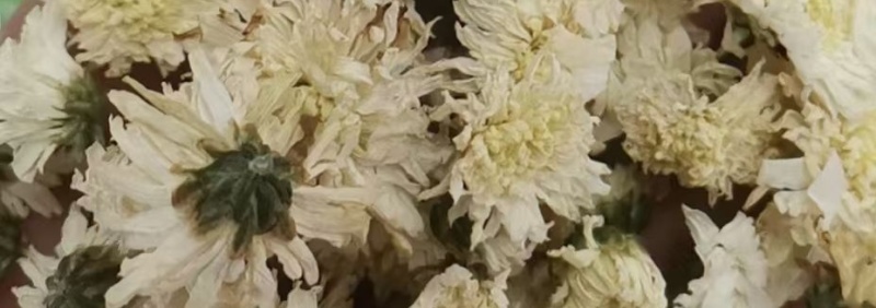 七月菊
