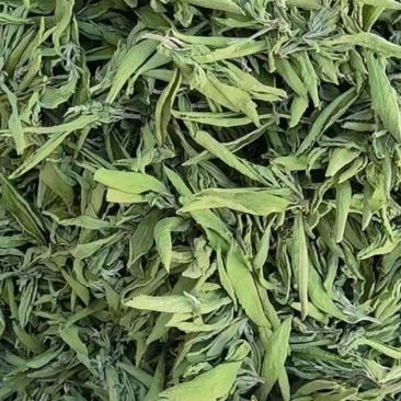 甜叶菊