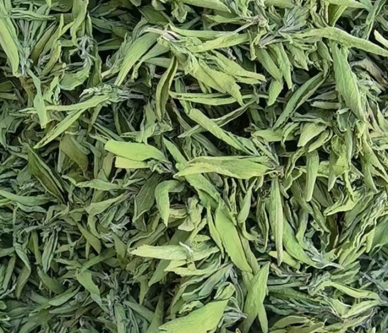 甜叶菊