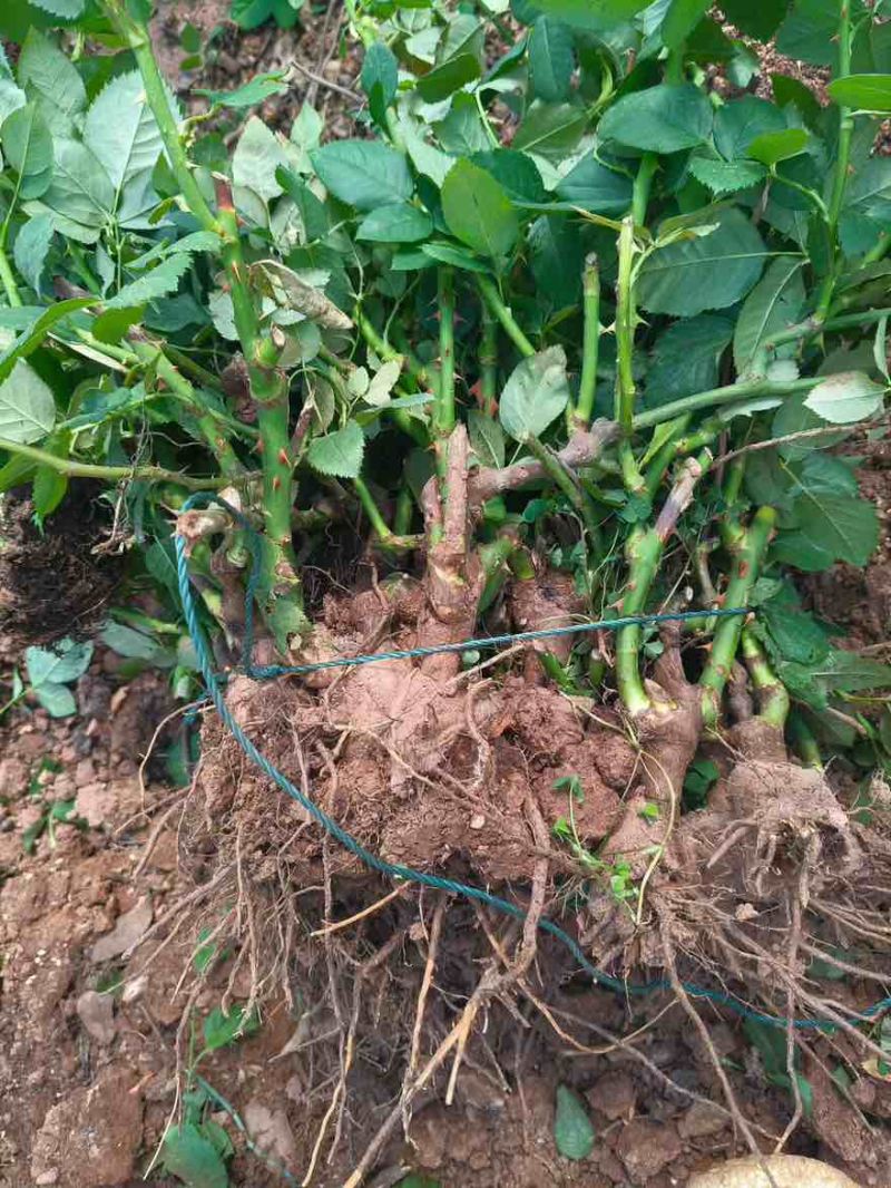 云南玫瑰花老庄月季花老庄拼多多抖音电商一件代发日发12万