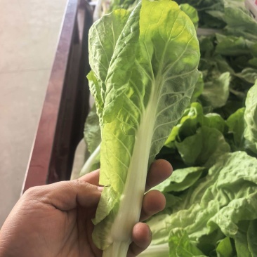 白菜台牙白苗