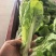 白菜台牙白苗