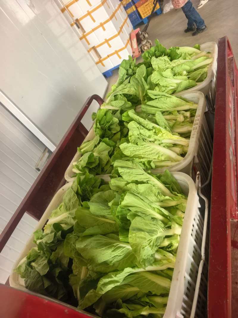 白菜台牙白苗