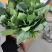 精品大叶菠菜产地供应货源充足量大从优质量保证欢迎咨询