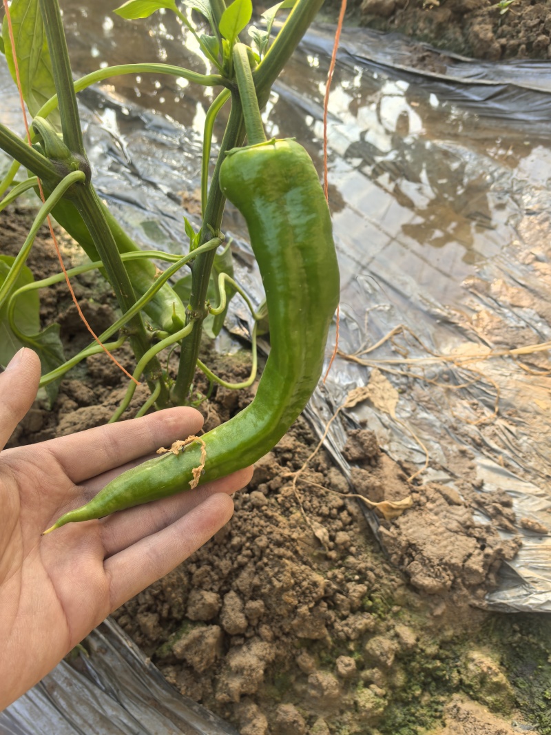 青黄皮辣椒